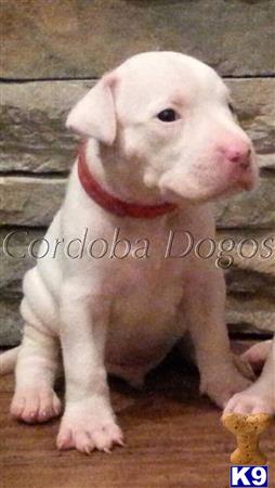 dogo argentino puppy posted by Cordoba Dogos